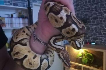 Ball Pythons kaufen und verkaufen Photo: Königspython (Ballpython) Weibchen abzugeben