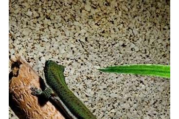 Geckos kaufen und verkaufen Foto: Phelsuma malamakibo Zuchtpaar