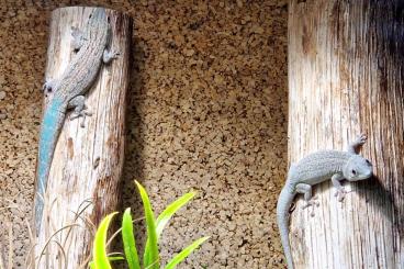 Geckos kaufen und verkaufen Foto: Phelsuma mutabilis Zuchtpaar 