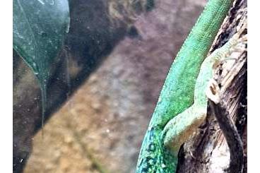 Lizards kaufen und verkaufen Photo: Anolis roquet summus "Gros Morne" Lizards kaufen und verkaufen Photo: Anolis roquet summus "Gros Morne"