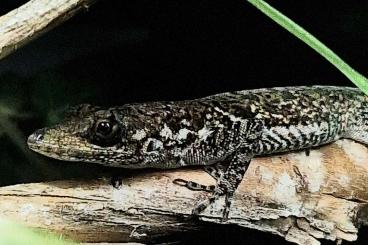 Lizards kaufen und verkaufen Photo: Anolis roquet zebrilus NZ Lizards kaufen und verkaufen Photo: Anolis roquet zebrilus NZ