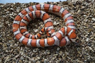 Schlangen kaufen und verkaufen Foto: 0,1 Lampropeltis leonis (m. thayeri) abzugeben, NZ 2021