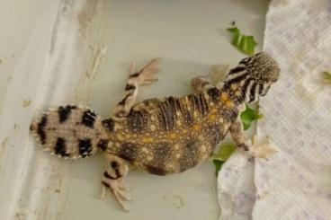 Lizards kaufen und verkaufen Photo: Uromastyx thomasi for sale