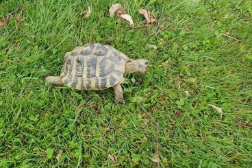 Schildkröten  kaufen und verkaufen Foto: Biete griech. Landschildkröte