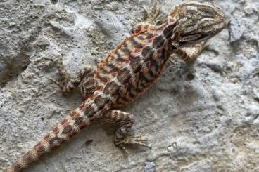 Bearded dragons kaufen und verkaufen Photo: Bartagamen Nachzuchten Schlupf ab 05.04.2021