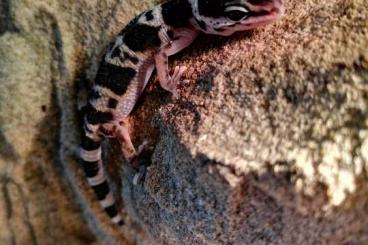 Geckos kaufen und verkaufen Foto: Leopardgecko, Eublepharis macularius