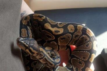 Ball Pythons kaufen und verkaufen Photo: Königspython handzahm 1,5 jahre