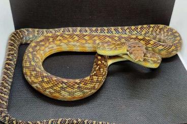 Pythons kaufen und verkaufen Foto: 3.3 CB21 Simalia amethistina 'Oksibil'