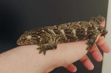 Geckos kaufen und verkaufen Photo: 0.1 CB23 Rhacodactylus leachianus 'Moro' Geckos kaufen und verkaufen Photo: 0.1 CB23 Rhacodactylus leachianus 'Moro'