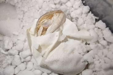 Bearded dragons kaufen und verkaufen Photo: Bartagamen Babys 6 Wochen alt