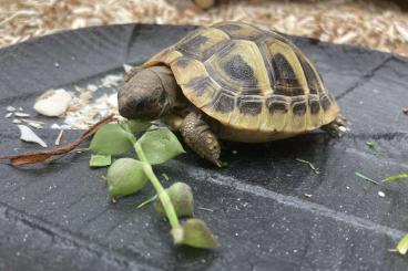 Tortoises kaufen und verkaufen Photo: Griechische Breitrand Maurische Landschildkröten