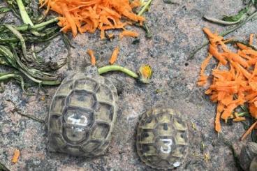 Tortoises kaufen und verkaufen Photo: Maurische Landschildkröte