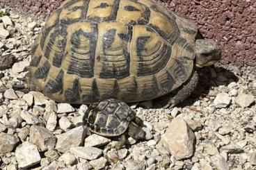 Landschildkröten kaufen und verkaufen Foto: Griechische Landschildkröte 