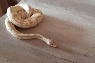 Ball Pythons kaufen und verkaufen Photo: Königspython Bestandsverkleinerung