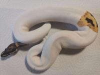 Bild 9/9