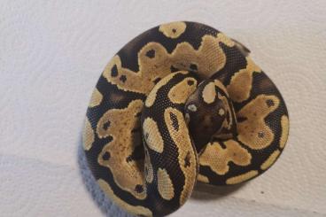 Ball Pythons kaufen und verkaufen Photo: Königspython Nachtzuch von 2024 Ball Pythons kaufen und verkaufen Photo: Königspython Nachtzuch von 2024