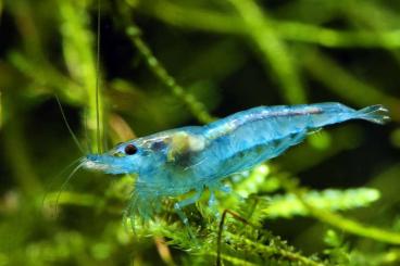 Zwerggarnelen und Krebse kaufen und verkaufen Foto: Biete Neocaridina Blue Jelly 