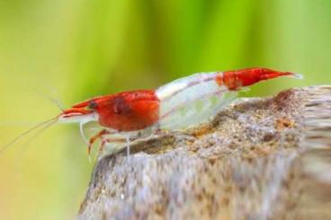 shrimp and other crustacean kaufen und verkaufen Photo: Biete Neocaridina Red Rili 