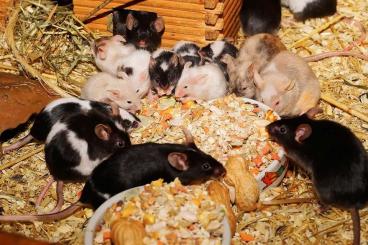Futtertiere kaufen und verkaufen Foto: Diverse Mäuse in verschiedenen Grössen abzugeben Farb und VZM