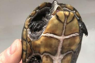 Schildkröten  kaufen und verkaufen Foto: Moschusschildkröten 10Jahre alt 