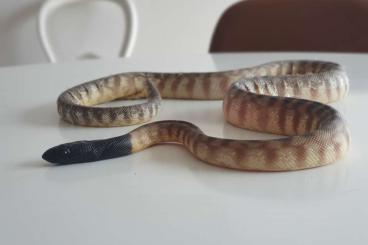 Pythons kaufen und verkaufen Foto: Aspidites melanocephalus 1.0 Black headed python