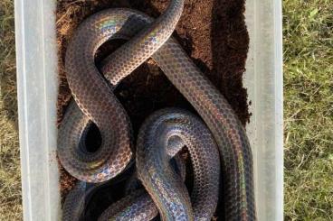 Schlangen kaufen und verkaufen Foto: Sonnenstrahlschlange (Xenopeltis Unicolor) LTC