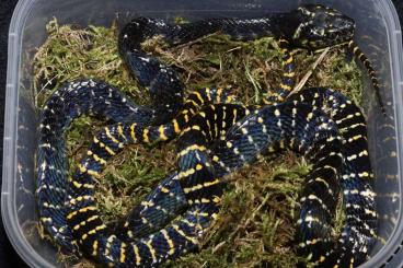 Snakes kaufen und verkaufen Photo: Boiga dendrophila sp. LTC 