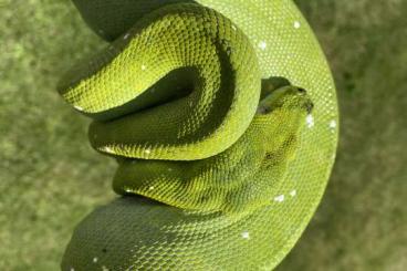 Schlangen kaufen und verkaufen Foto: Morelia Viridis Baumpython 1.0 100% Biak 