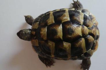 Landschildkröten kaufen und verkaufen Foto: Nachzuchten Landschildkröten