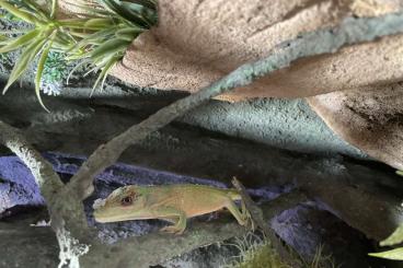 Lizards kaufen und verkaufen Photo: 2 Ritteranoli abzugeben auch mit Terrarium 