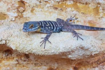 Echsen  kaufen und verkaufen Foto: Blauer Felsenleguan ca. 2 Jahre männlich