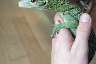 Echsen  kaufen und verkaufen Foto: Varanus prasinus female cb2015