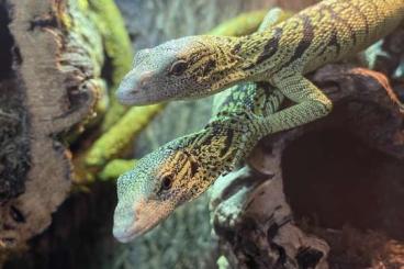 Echsen  kaufen und verkaufen Foto: Varanus reisingeri male cb2020