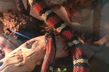 Schlangen kaufen und verkaufen Foto: Mexikanische Rote Königsnatter