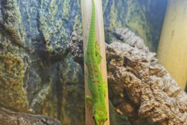 Geckos kaufen und verkaufen Foto: Phelsuma grandis großer madagaskar taggecko