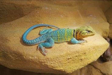 Echsen  kaufen und verkaufen Foto: Halsbandleguane collaris wichita mountain inkl Terrarium