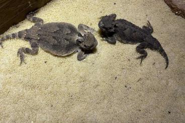 Lizards kaufen und verkaufen Photo: 1.1 adult Phrynosoma platyrhinos Wüstenkrötenechsen Lizards kaufen und verkaufen Photo: 1.1 adult Phrynosoma platyrhinos Wüstenkrötenechsen