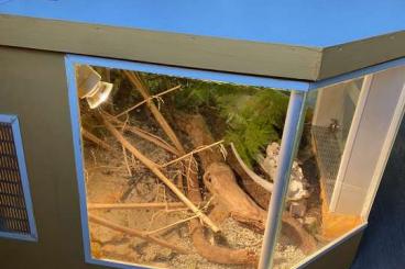 Lizards kaufen und verkaufen Photo: Blauzungenskink männlich mit großem Terrarium Lizards kaufen und verkaufen Photo: Blauzungenskink männlich mit großem Terrarium