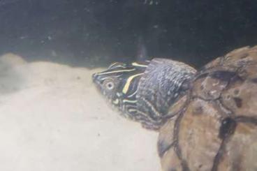 Sumpfschildkröten kaufen und verkaufen Foto: Mississippi-Höckerschildkröte in erfahrene Hände abzugeben 