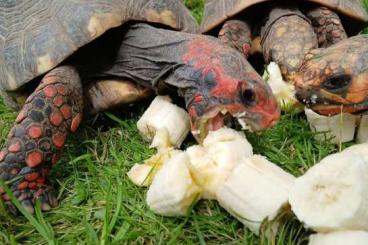 Landschildkröten kaufen und verkaufen Photo: Carbonaria cherryhead Landschildkröten kaufen und verkaufen Photo: Carbonaria cherryhead