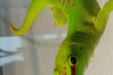 Lizards kaufen und verkaufen Photo: Madagaskar Tagesgeko 1 Jahr alt 