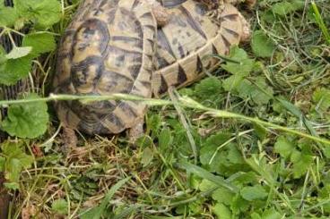 Landschildkröten kaufen und verkaufen Foto: Tunesische Landschildkröte  testudo graeca nabeulensis 