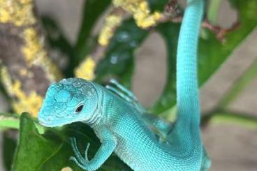 Lizards kaufen und verkaufen Photo: 0,1 gastropholis prasina 