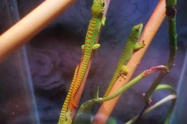 Lizards kaufen und verkaufen Photo: Phelsumen Grandis, high red, Jungtiere