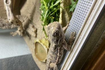 Bearded dragons kaufen und verkaufen Photo: Verkaufe unser Zwerbartagamen-Männchen