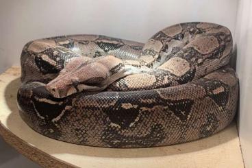 Schlangen kaufen und verkaufen Foto: Ruhige Boa Constrictor abzugeben