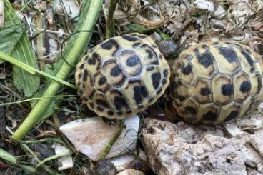 Landschildkröten kaufen und verkaufen Foto: Verkaufe Giechische Landschildkröten 1-5 J