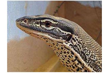 Monitor lizards kaufen und verkaufen Photo: Suche Arguswaran Jungtier! Varanus panoptes horni Monitor lizards kaufen und verkaufen Photo: Suche Arguswaran Jungtier! Varanus panoptes horni
