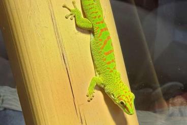 Geckos kaufen und verkaufen Foto: Phelsuma grandis high red
