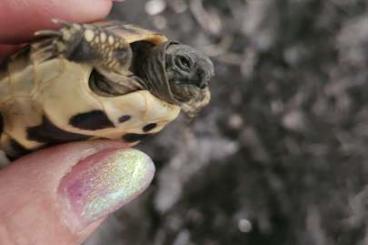 Landschildkröten kaufen und verkaufen Foto: NZ 2024 griechische Landschildkröte THH